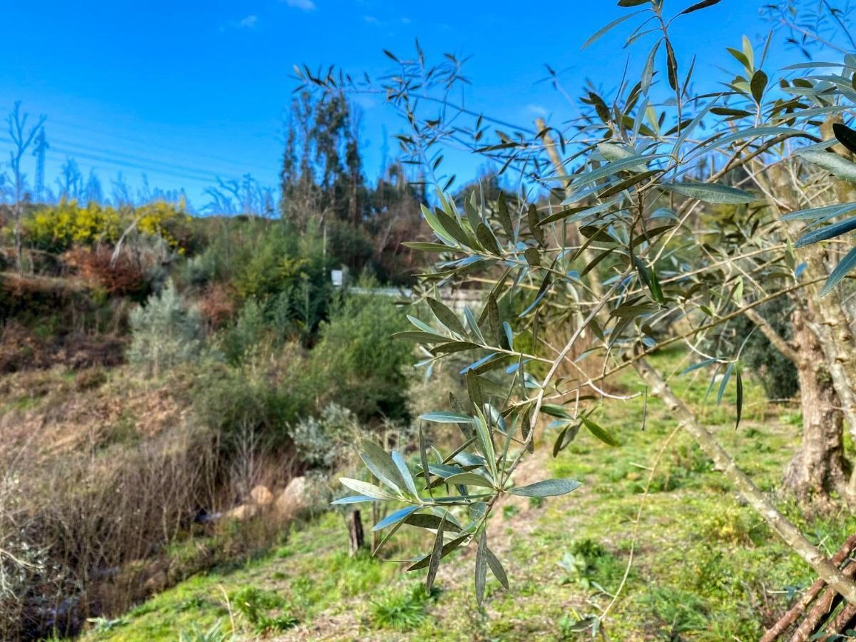 Apartament Encosta Do Sol Canas de Senhorim Zewnętrze zdjęcie